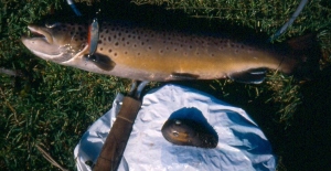 Flodperlemusling Bækørred okt 2000